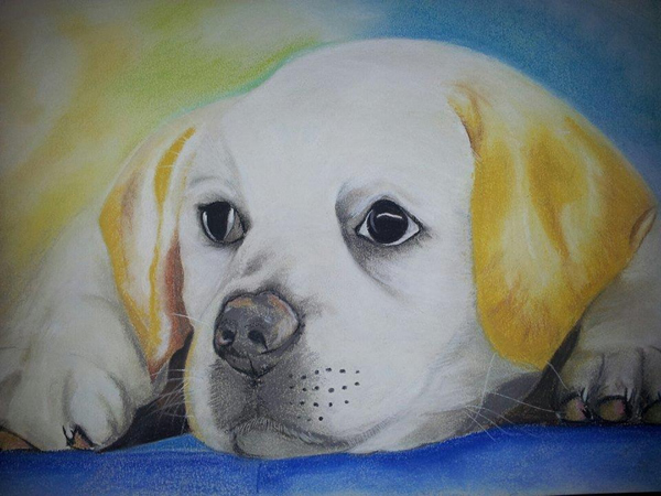 Art by Vance Sterley - Labrador Puppy